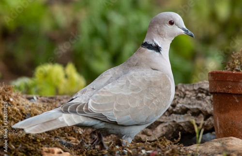 portrait of Collared dove in natural habitat