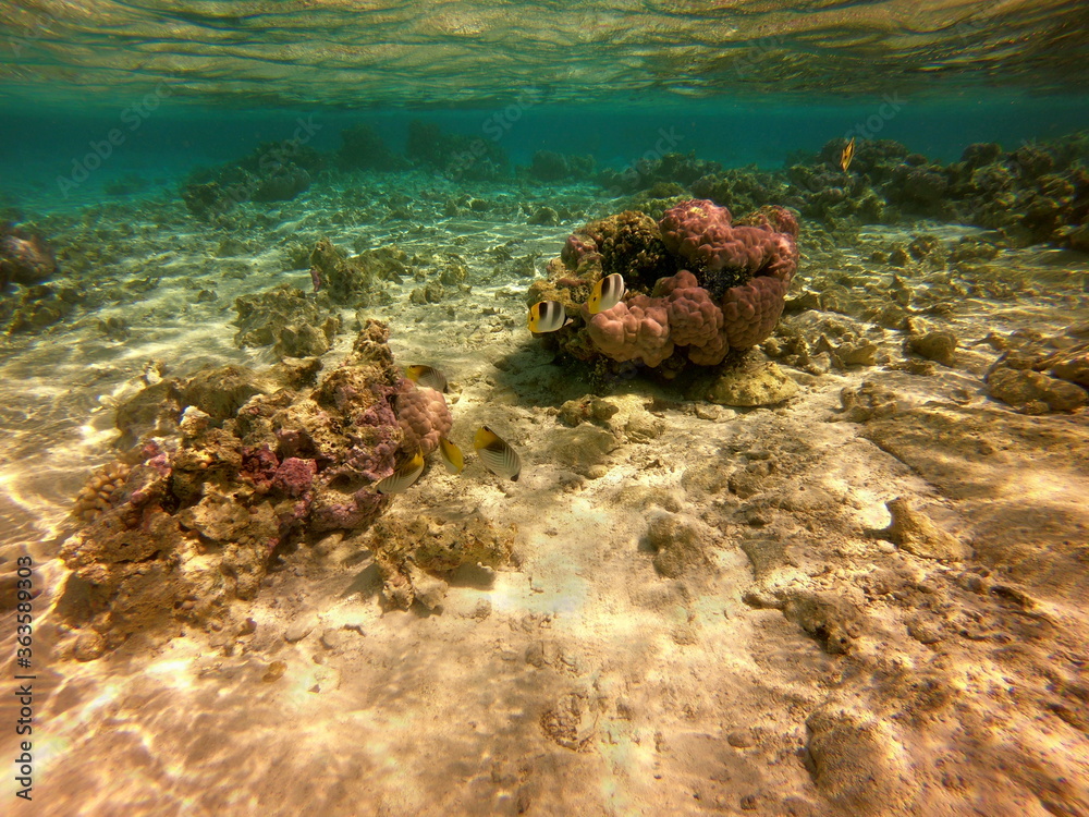 Fototapeta premium Lagon de Maupiti, Polynésie française