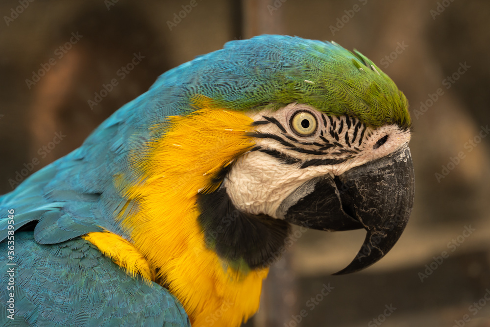 A detail portrait of a yellow-breasted macaw (Ara ararauna) parrot A detail portrait of a yellow-breasted macaw (Ara ararauna) parrot