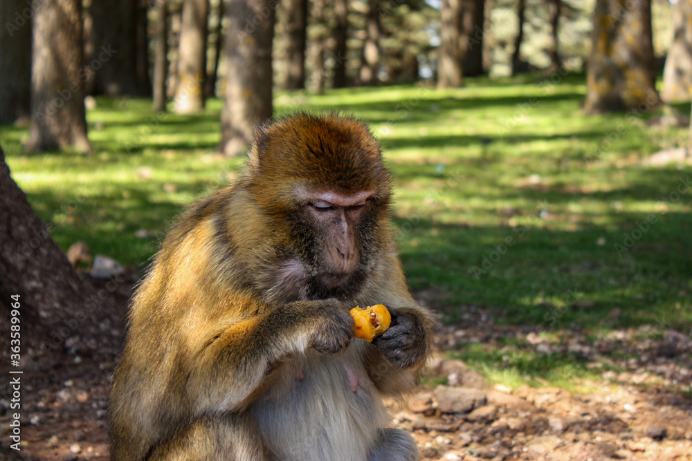 Fototapeta premium Barbary macaque sitting on the ground