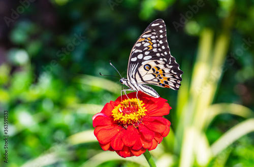 The butterfly on the red flower.