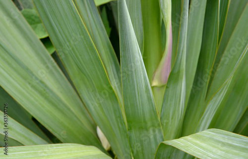 close up of fresh green leaves