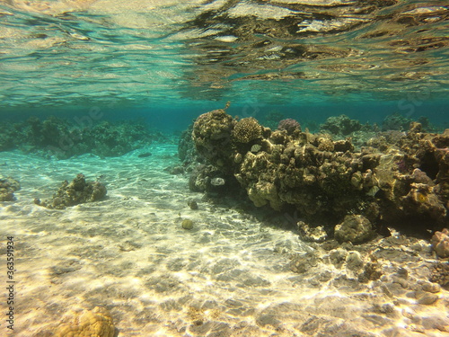 R  cif de corail  lagon de Maupiti  Polyn  sie fran  aise 