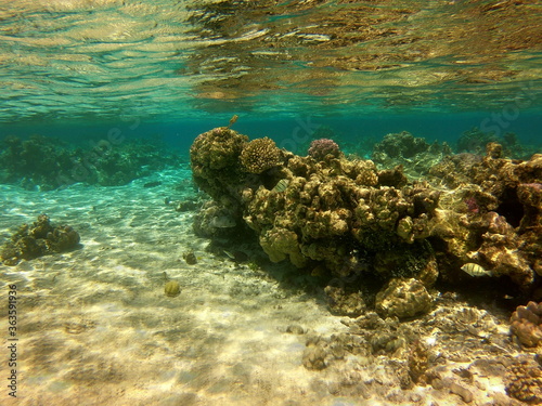 R  cif de corail  lagon de Maupiti  Polyn  sie fran  aise 