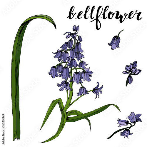 Vector set with a branch of bellflowers, separate elements of bells, inflorescence and leaves. For various designs of postcards, cards, botanical books, decor
