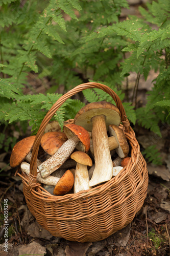 Freshly harvested edible mushrooms in wicker basket in the forest