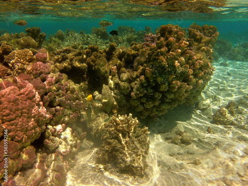 Récif de corail, lagon de Maupiti, Polynésie française 