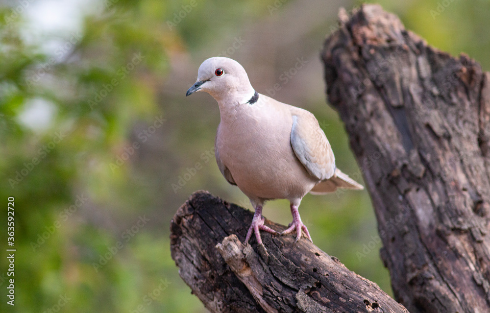 portrait of Collared dove in natural habitat portrait of Collared dove in natural habitat