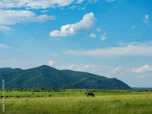 Horse grazing in a meadow field, mountains and blue sky with beautiful sky. Peaceful scenery in the Carpathian mountains in Ukraine © Solomiia