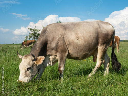 Fototapeta Naklejka Na Ścianę i Meble -  Funny cute healthy cows grazing in a meadow. Beautiful animals