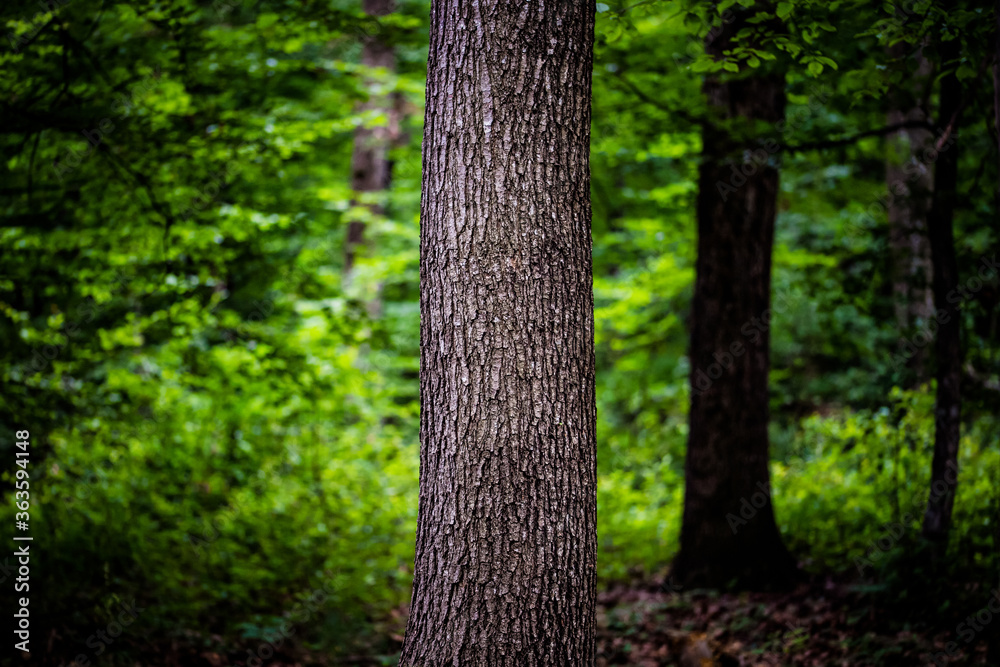 tree in green forest - nature loving, fight global warming, save planet earth tree in green forest - nature loving, fight global warming, save planet earth