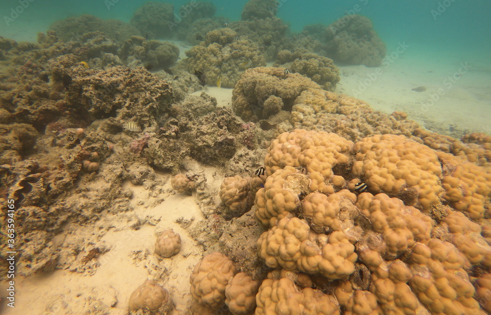Fototapeta premium Lagon de Maupiti, Polynésie française