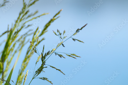 Green grass seeds macro close-up on pure calm blue water blurred background. Summer vacation relaxation by the river