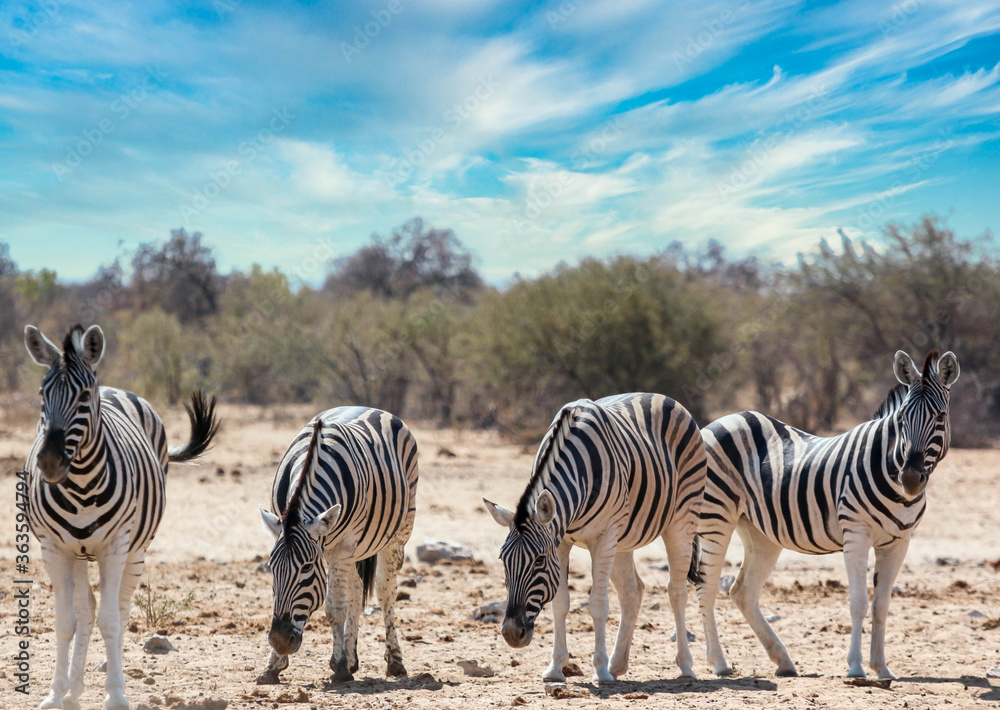 Obraz premium Zebras at a waterhole in Africa