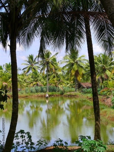 India South  Kerala  Nedungolam  Paravur Lake  Kerala backwaters