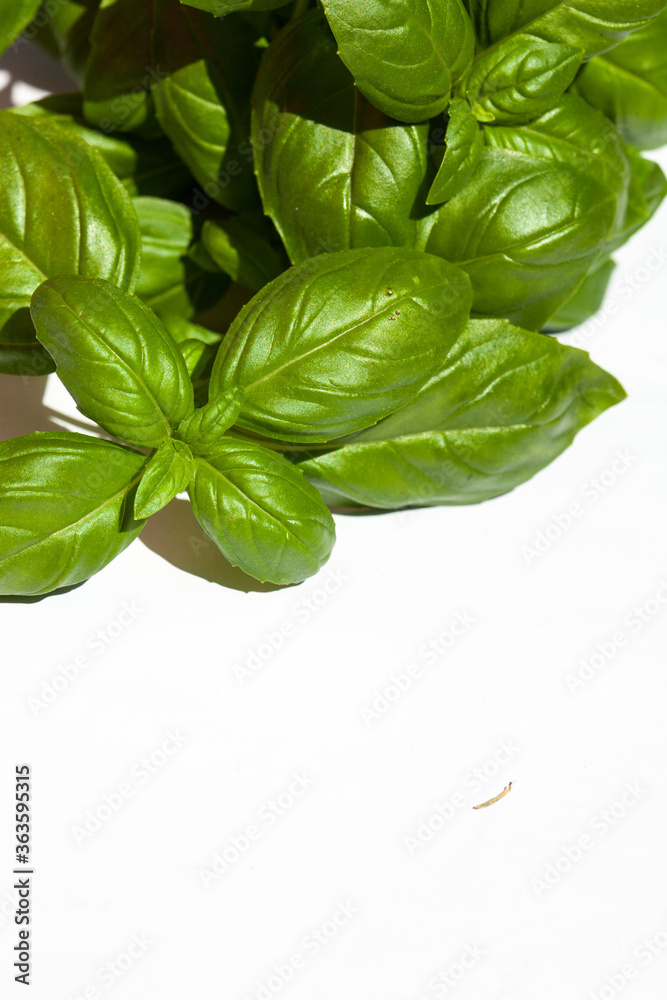 Obraz premium Basil leaves close up on the background