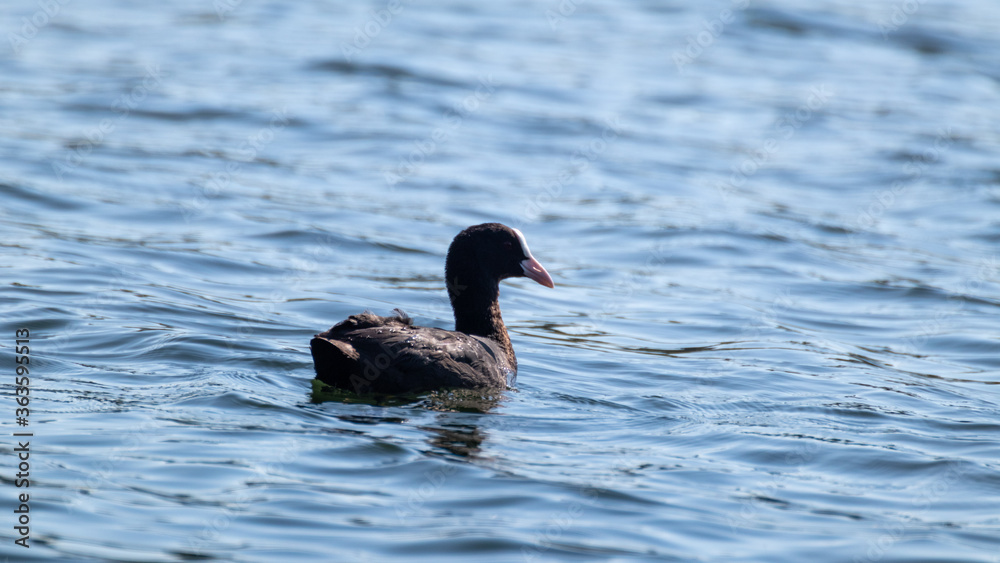 Eurasian coot, black common coot close-up. Wild water bird swimming on blue lake mirror water surface. Wildlife birds watching