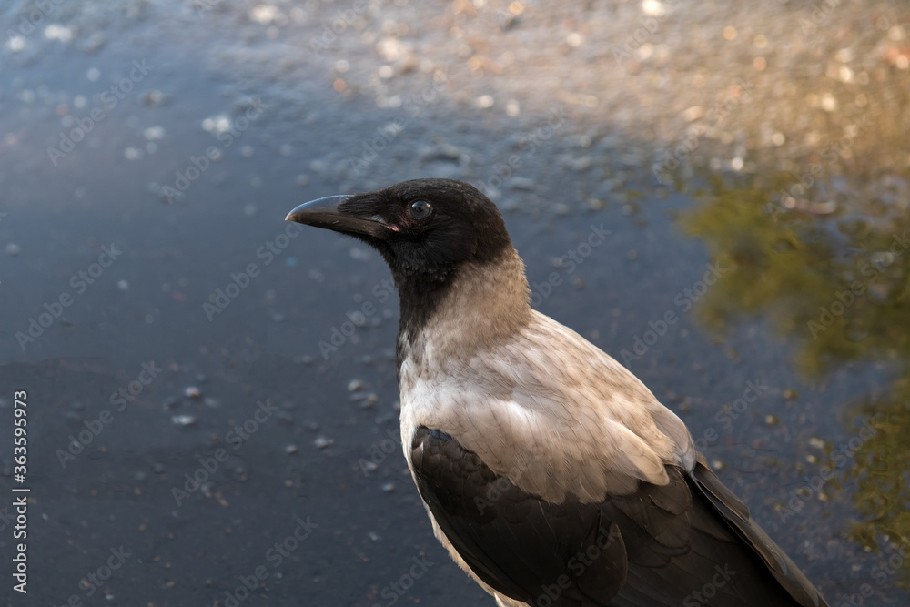 Obraz premium Portrait of a grey raven looking to a camera. Curious crow bird on the wet pavement in the city. Closeup.