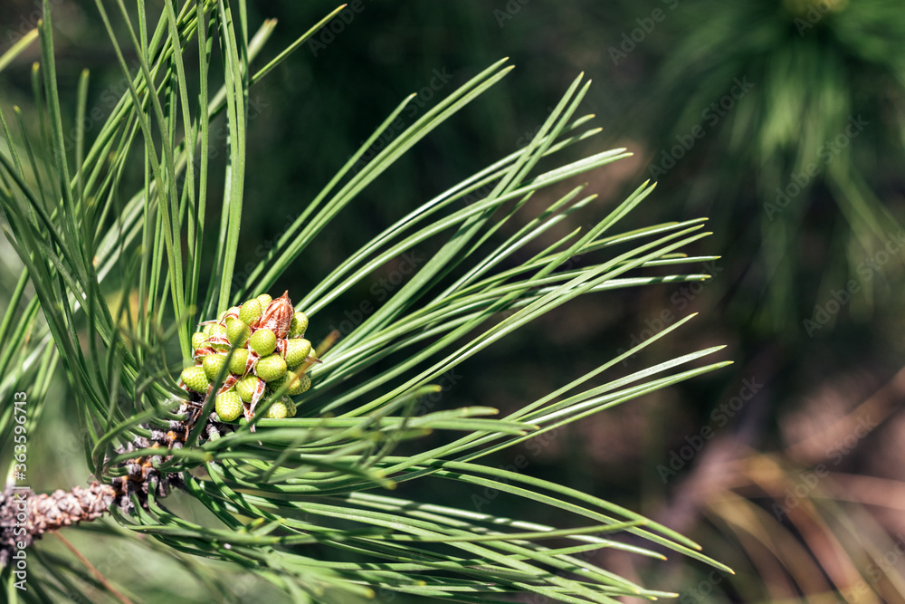 Beautiful green pine tree branch with buds among green needles on a sunny day. Macro of a coniferous evergreen tree. Blurred background. Selective focus. Closeup view Beautiful green pine tree branch with buds among green needles on a sunny day. Macro of a coniferous evergreen tree. Blurred background. Selective focus. Closeup view