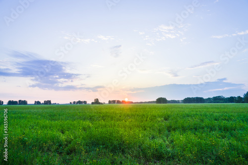 Sunrise on the green summer field. Summer landscape.