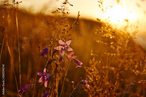 wild flowers in the morning