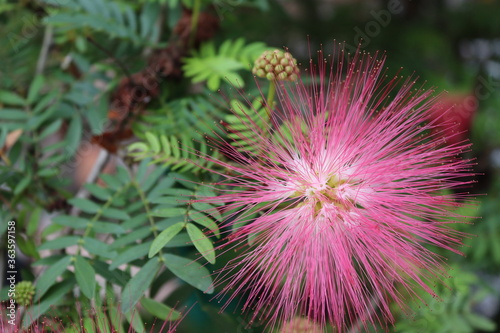 Samanea saman pink flower blooming on tree closeup in the garden.