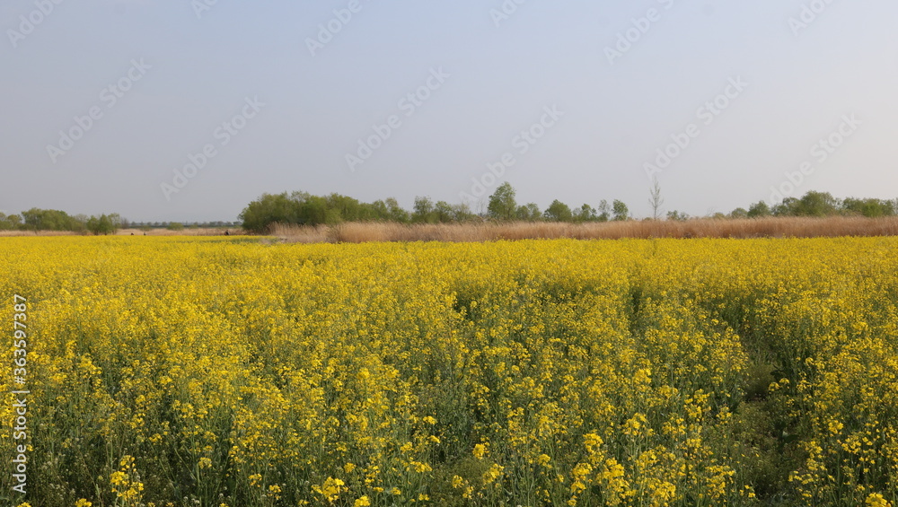 Obraz premium field of rape