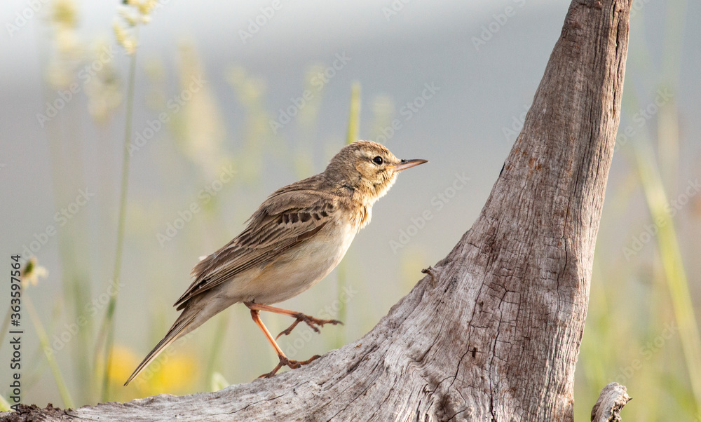 Fototapeta premium tawny pipit bird in natural habitat