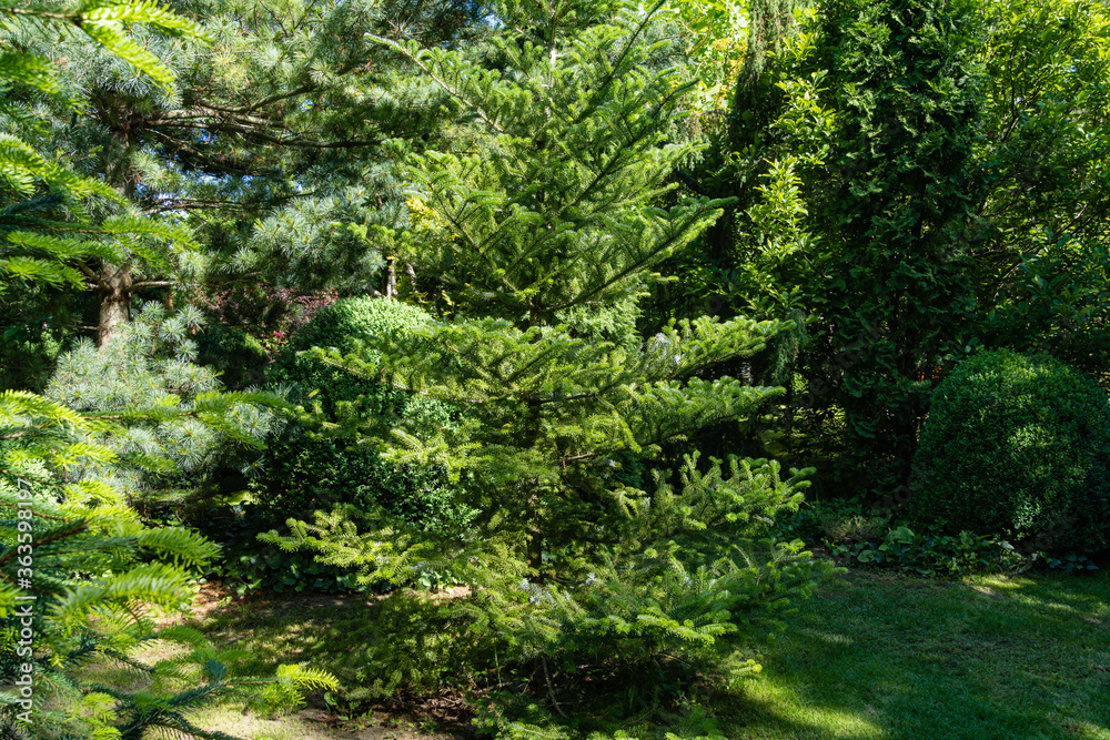 Obraz premium Jodła Abies koreana otoczona wysokimi roślinami zimozielonymi. Zimozielony ogród krajobrazowy. Oryginalny projekt parku w wiecznie zielonym ogrodzie. Atmosfera relaksu, szczęścia i miłości. Koncepcja natury dla projektu.