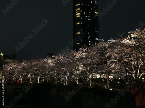 japan tokyo sakura
