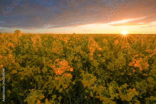 Rapeseed field in blossom at sunset