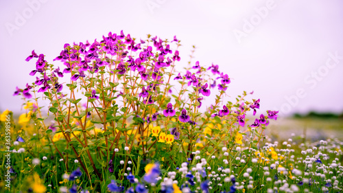 Kas pathar, plateau. In monsoon, these colorful flowers only blossom once in a year in soil gathered in rocks of a mountain after monsoon is over. Satara near Pune, Maharashtra, India. photo