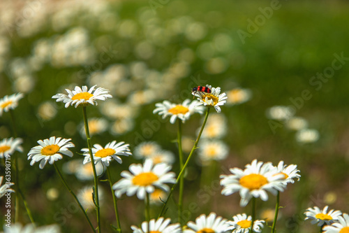 A red fireman beetle sits on a white Daisy. Flower Bed. Garden