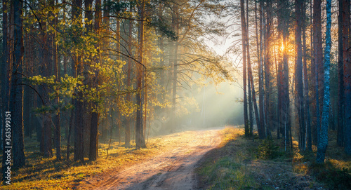 Forest landscape with bright sun rays