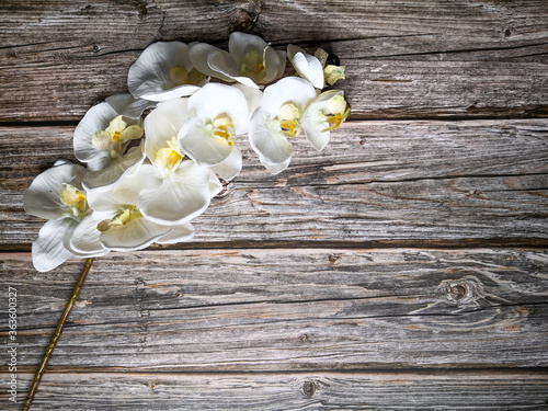 White orchid flower stem on wooden background shot from above. Top view, flat lay, copy space. Valentine's day and Mother's day concept. Greeting card template.