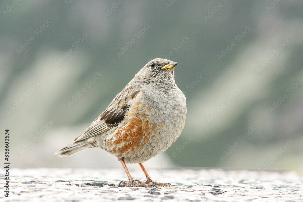Alpine Accentor sitting on stone in natural habitat Alpine Accentor sitting on stone in natural habitat