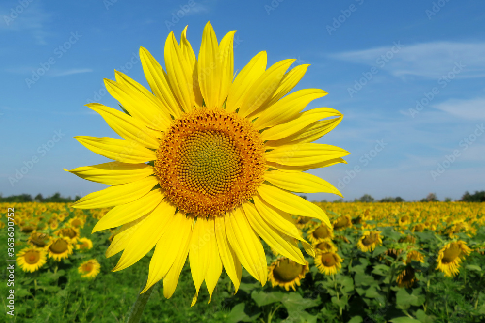 Sunflower blooming on the field against the blue sky and white clouds. Picturesque rural landscape in summer, background for production of sunflower oil Sunflower blooming on the field against the blue sky and white clouds. Picturesque rural landscape in summer, background for production of sunflower oil