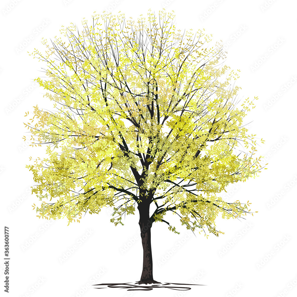 Obraz premium Ash-tree (Fraxinus L.) with yellow foliage