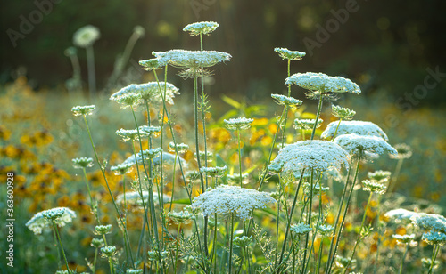 Queen Anne's lace flowers (Daucus carota) being struck by morning sun in wildflower meadow in central Virginia.