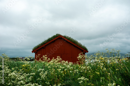 Characteristic scandinavian red shed (boathouse) with beautiful green grassy roof. Amazing azure sea in the background. Natural meadow with high grass and flowers. Sommaroy island, northern Norway.