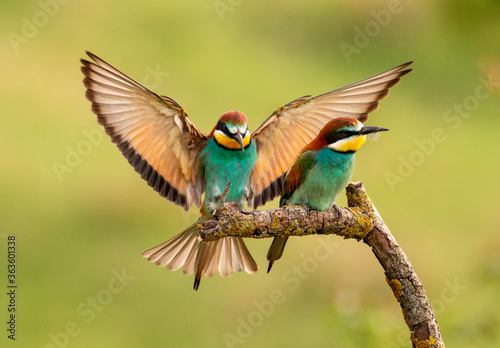 Common Bee-eater perching on stick