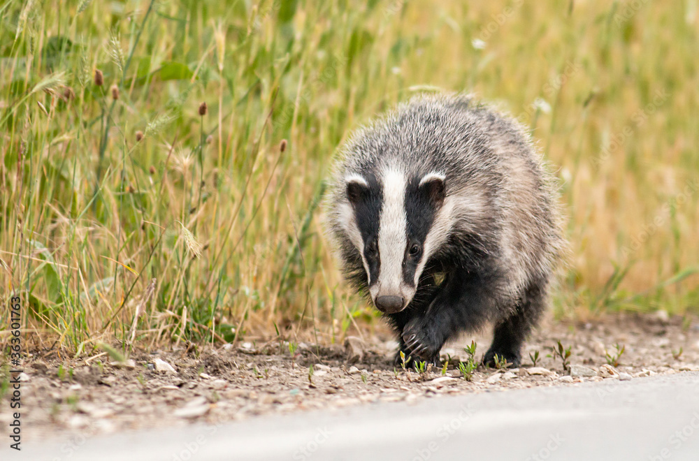 Obraz premium Young Badger running along the road