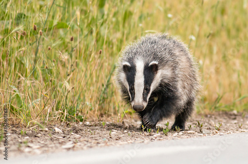 Young Badger running along the road