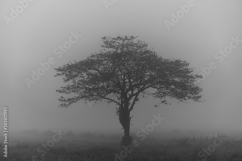 Foggy field landscape with strange shape tree