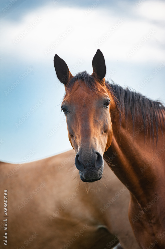 Portrait of a chilling smiling horse
