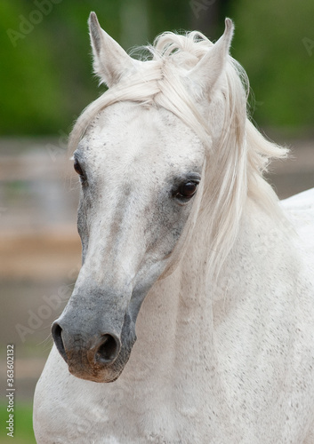 Beautiful snow white arabia...