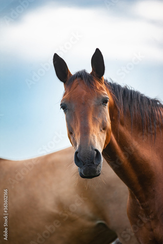 Obraz na płótnie Portrait of a chilling smiling horse w salonie