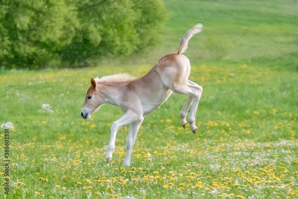 Funny Haflinger foal bucks and capers, the larking baby horse enjoys romp  about and running across a flowering grass meadow in spring Stock Photo |  Adobe Stock