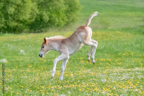 Foto Funny Haflinger foal bucks and capers, the larking baby horse enjoys romp about