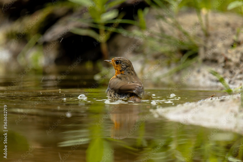 Adult robin bird (Erithacus rubecula) washes in a pool of water in the rain Adult robin bird (Erithacus rubecula) washes in a pool of water in the rain